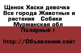 Щенок Хаски девочка - Все города Животные и растения » Собаки   . Мурманская обл.,Полярный г.